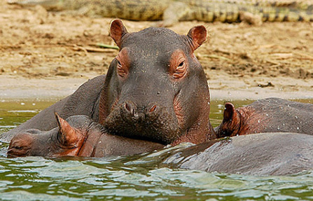 wildlife queen elizabeth uganda